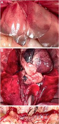 Case series: Four fatal rabbit hemorrhagic disease virus infections in urban pet rabbits